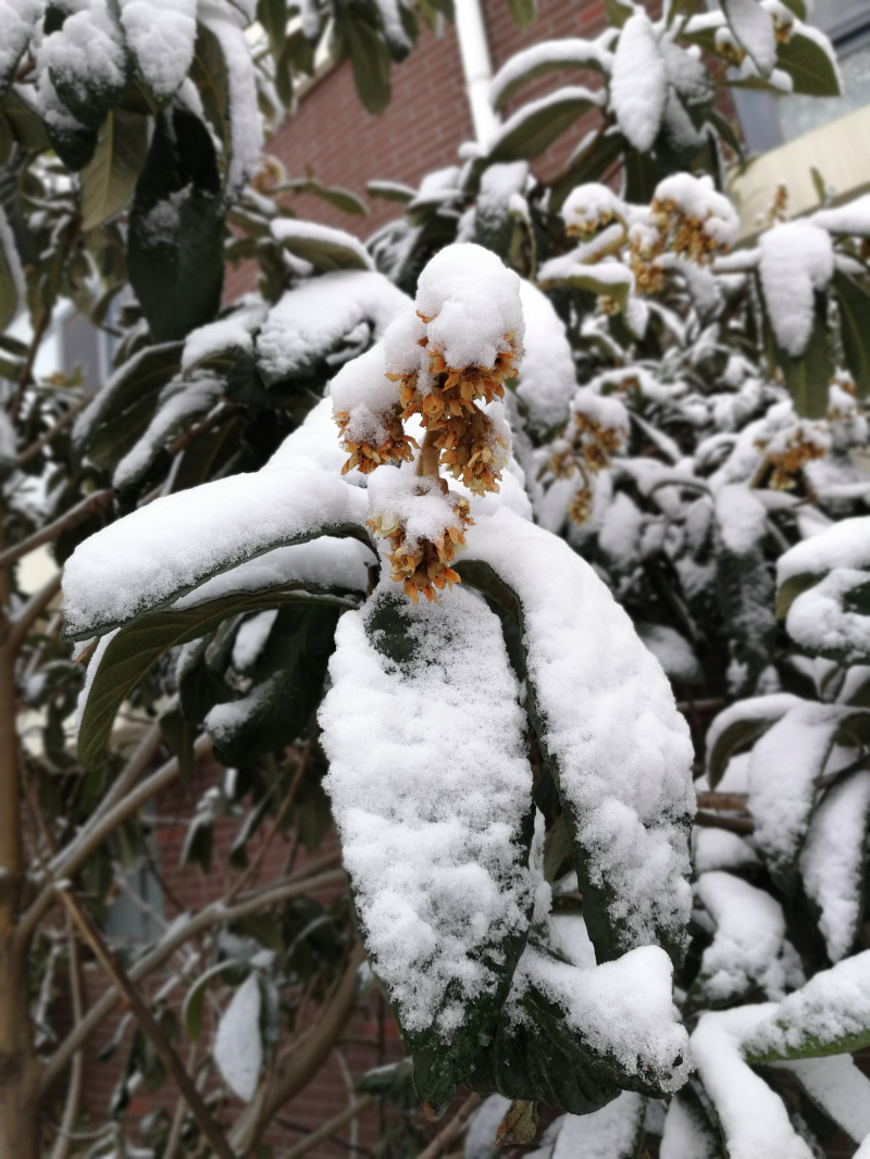 雪中春信（摄影：张婧）