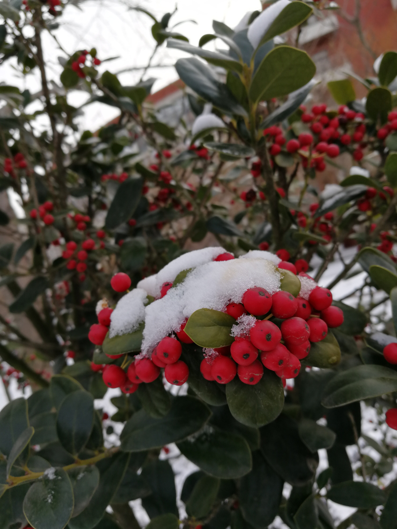 雪中春信（摄影：张婧）