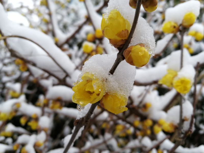 雪中春信（摄影：张婧）