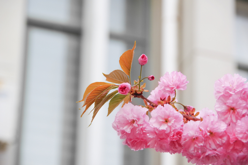 绕花岂惜日千回（摄影：魏俊文）