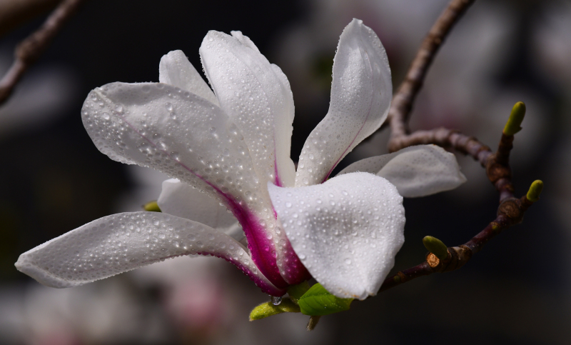 玉兰花开春天来（摄影：季俊立）