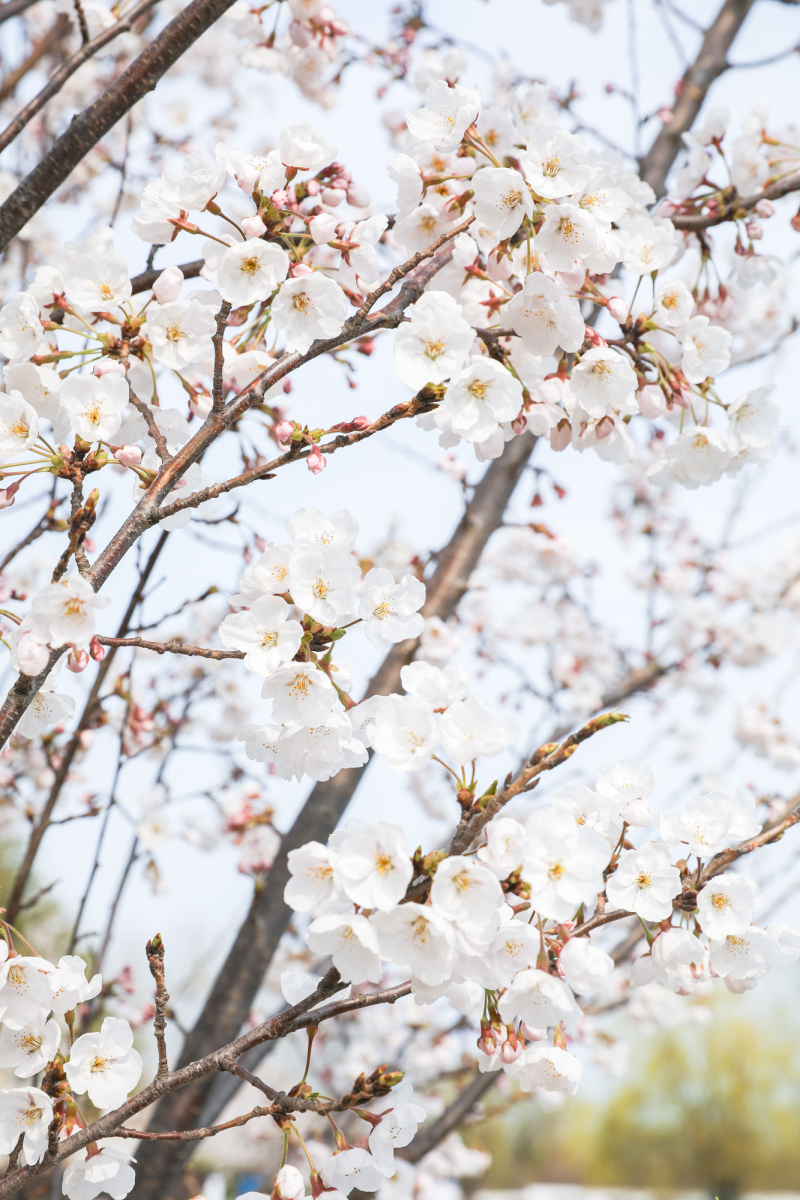 绕花岂惜日千回（摄影：陈兆广）