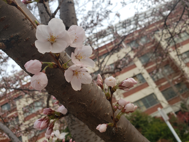 樱花如霰晓莺啼（摄影：胡晓亮）