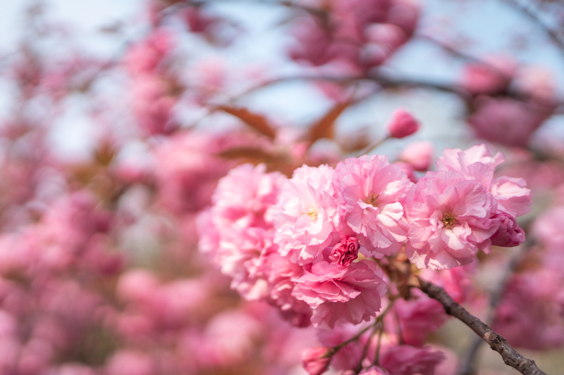 闲绕花行便当游（摄影：禚越）