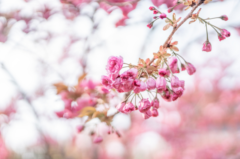 闲绕花行便当游（摄影：禚越）