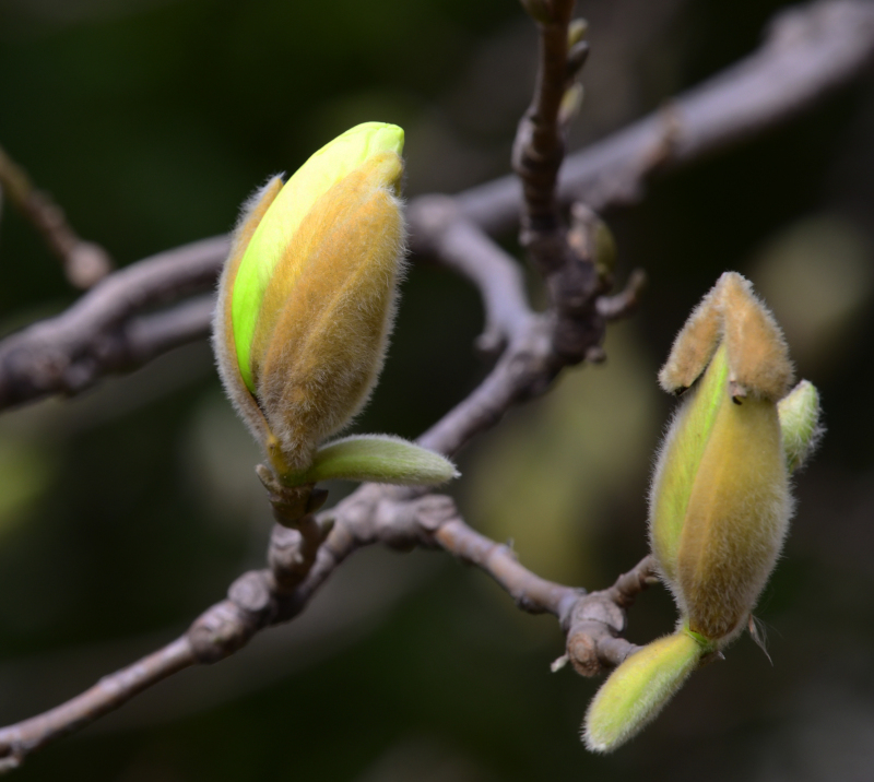 玉兰花开春天来（摄影：季俊立）