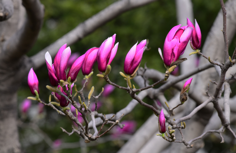 玉兰花开春天来（摄影：季俊立）