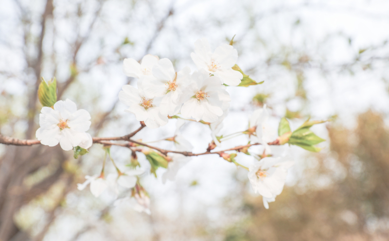 绕花岂惜日千回（摄影：陈兆广）