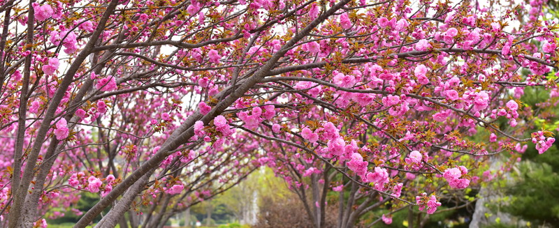 春暖花开（摄影：季俊立）