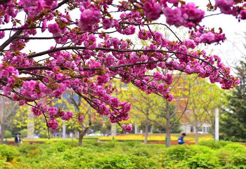 春暖花开（摄影：季俊立）