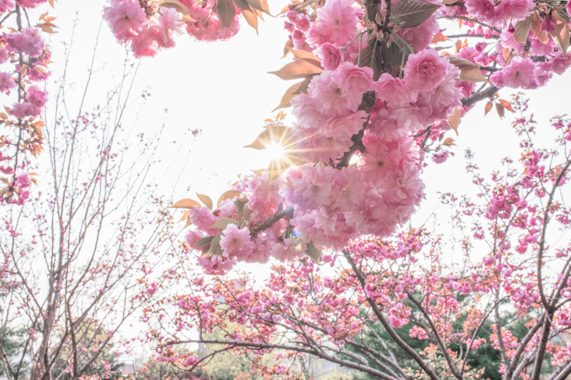 闲绕花行便当游（摄影：禚越）