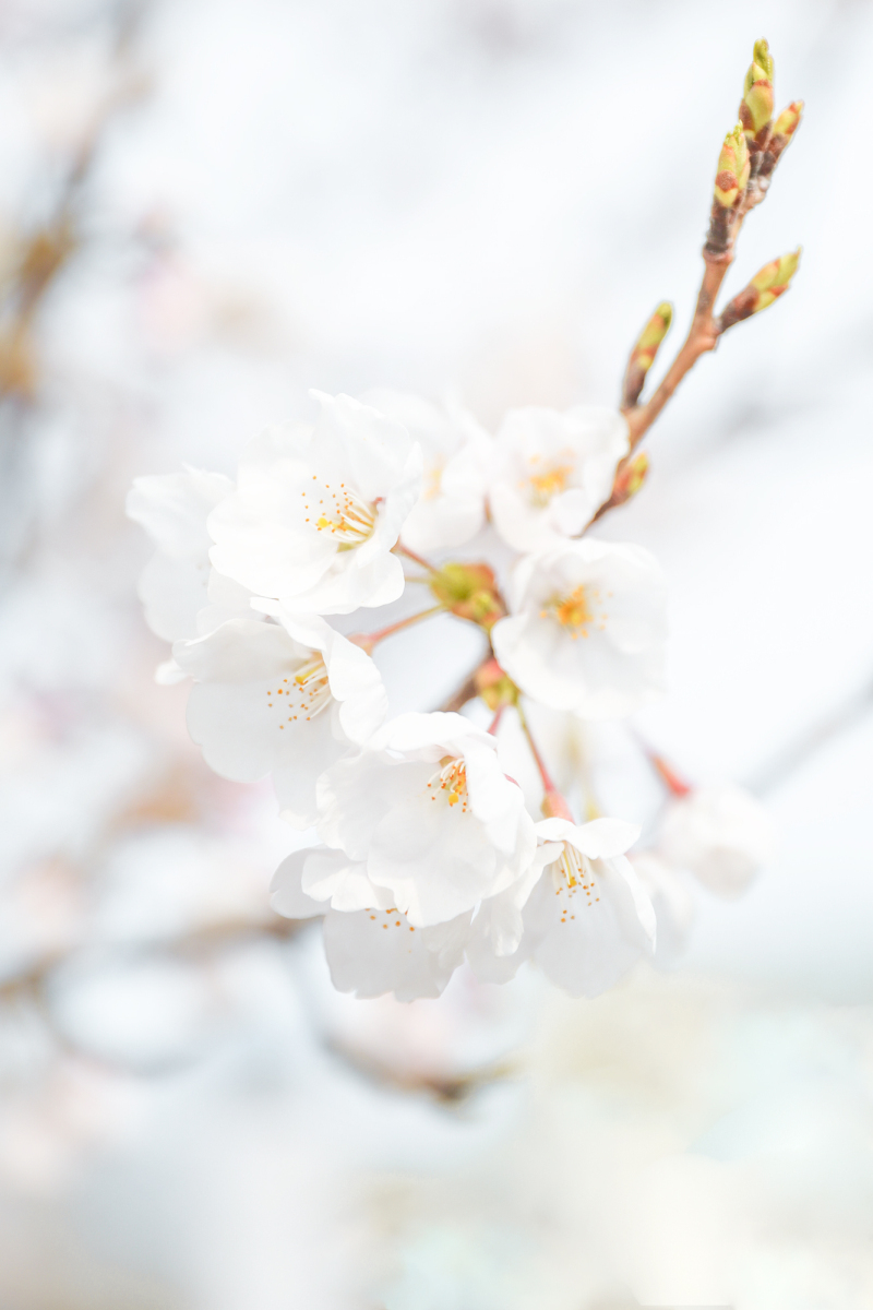 绕花岂惜日千回（摄影：陈兆广）