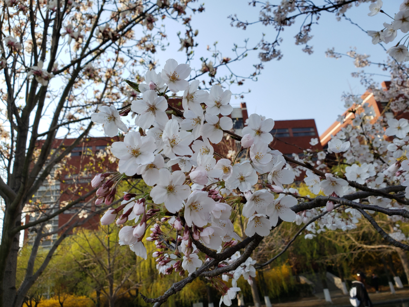 樱花如霰晓莺啼（摄影：胡晓亮）