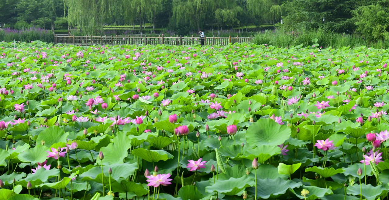 映日荷花别样红（摄影：季俊立）