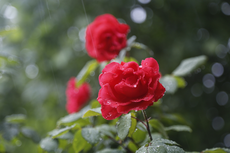 月季带雨浓（摄影：胡晓亮）