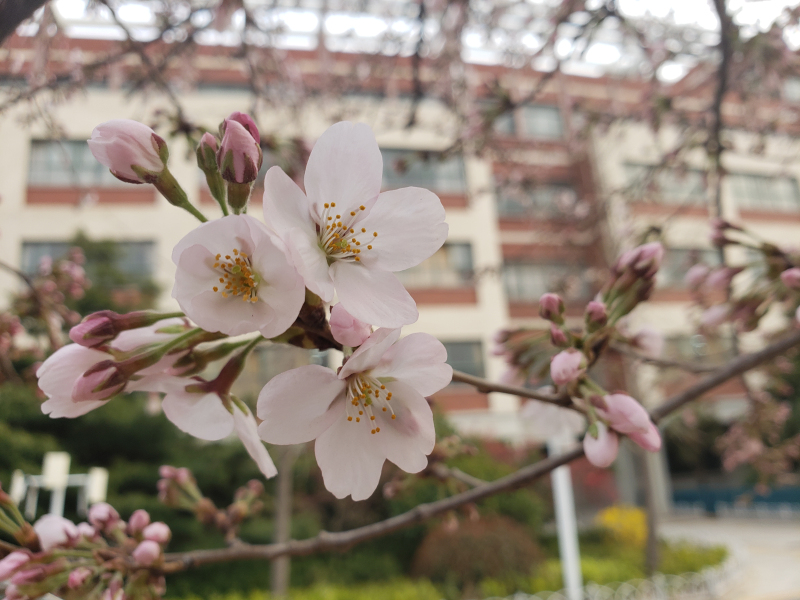 樱花如霰晓莺啼（摄影：胡晓亮）