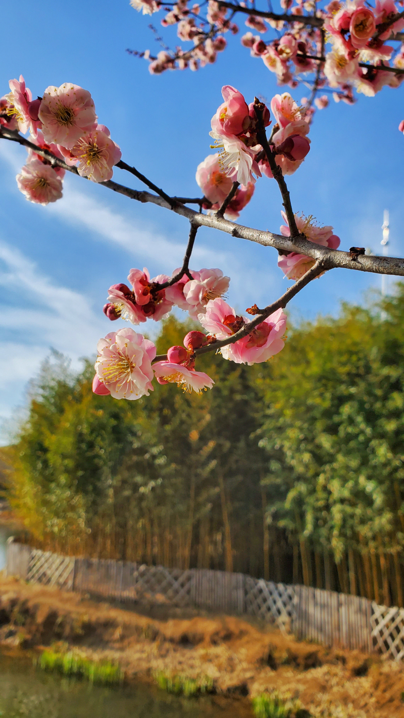 最是一年春好处（摄影：李守春）