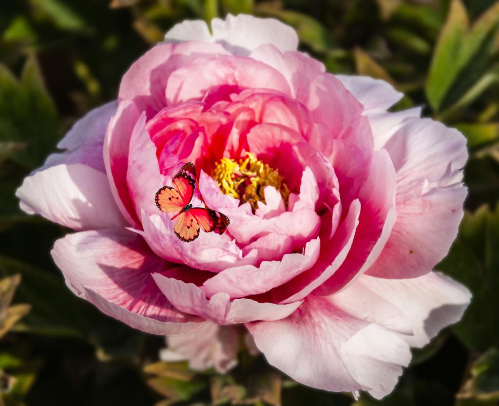 百花盛开 雍容牡丹（摄影：孙农亮）