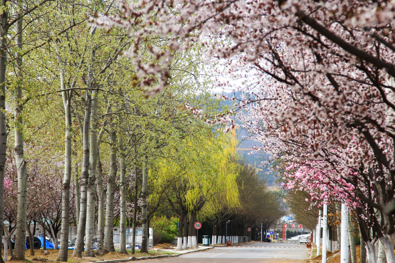 春满校园（摄影：张兴华）